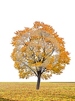 Autumn tree in a white background