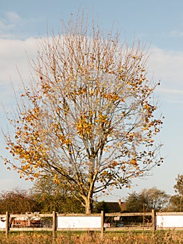 Autumn tree with yellow and green leaves and half bare behind fe