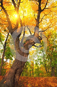 Autumn tree with yellow leaves