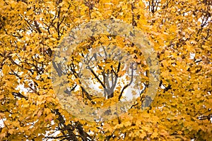 Autumn Tree with yellow leaves