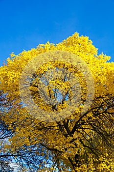 Autumn tree with yellow leaves against the blue sky