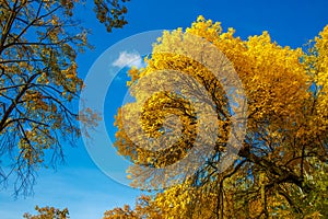 Autumn tree with yellow leaves against the blue sky