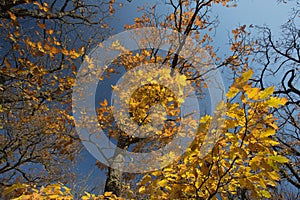 Autumn tree, yellow leaves