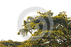 Autumn tree with yellow leaves and branch in public park on white background