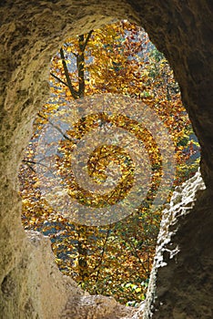Autumn tree with yellow leaves through the hole of a cave