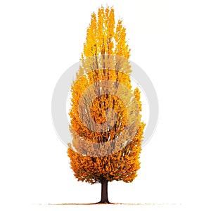 Autumn tree with yellow leaves isolated on a white or transparent background. Tree with yellow leaves close-up, front
