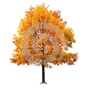 Autumn tree with yellow leaves isolated on a white or transparent background. Tree with yellow leaves close-up, front