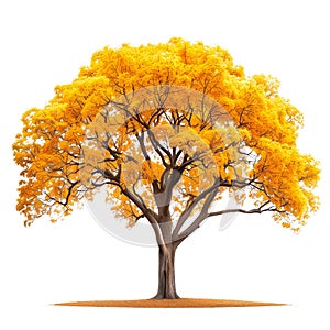 Autumn tree with yellow leaves isolated on a white or transparent background. Tree with yellow leaves close-up, front