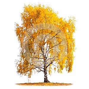 Autumn tree with yellow leaves isolated on a white or transparent background. Tree with yellow leaves close-up, front