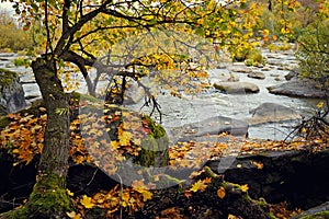 Autumn tree with yellow leaves on the river, big stones