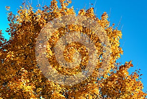 Autumn treer with orange leaves. Autumn background