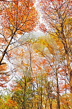 Autumn trees