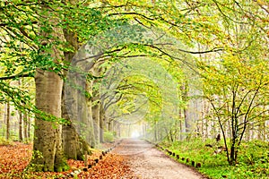 Autumn Trees