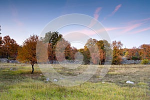 Autumn trees