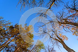 Autumn trees against the blue sky