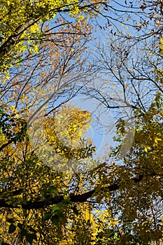 Autumn Trees Against Blue Sky. Yellow Autumn Leafs On Blue Sky Background
