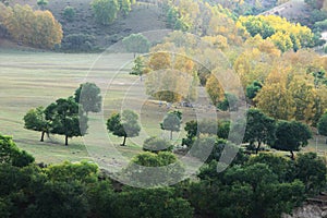 Autumn trees in grassland