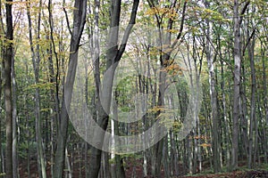 Autumn trees with beautiful colors in a forest at autumn