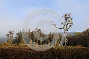 Autumn trees with beautiful colors in a forest at autumn