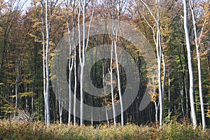 Autumn trees with beautiful colors in a forest at autumn