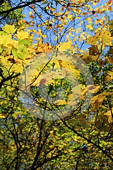 Autumn trees with beautiful colors in a forest at autumn