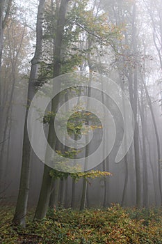 Autumn trees with beautiful colors in a forest at autumn