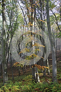 Autumn trees with beautiful colors in a forest at autumn