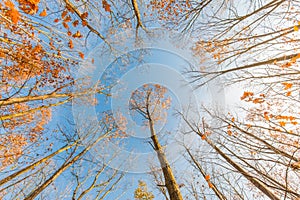 Autunno alberi cercando su punto da. annulla cielo blu un colorato foglie 