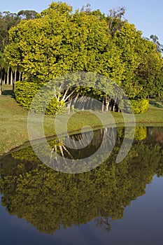 autumn trees on the Brazilian fazenda and their reflection in the pond. Brazilian autumn landscape photo