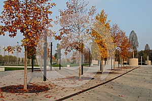 Autumn trees with bright foliage