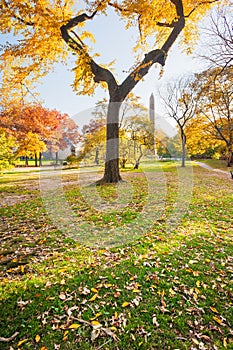 Autumn trees in Central Park with the Obelisk in the background