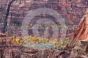 Autumn Trees on a Cliff Shelf in Zion National Park