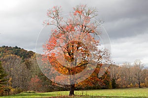 Autumn trees in a cloudy day, Tennessee