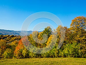 Autumn trees in countryside