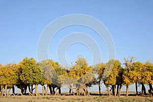 Autumn trees in desert