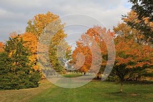 Autumn trees in fall sunshine in grass meadow