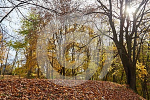 Autumn trees and fallen leaves