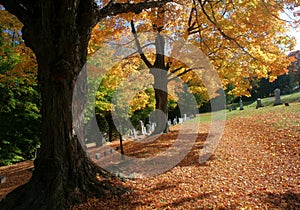 Autumn trees and fallen leaves