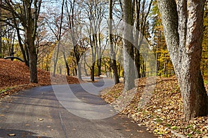 Autumn trees and fallen leaves on the road