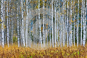 Autumn trees in the Finland forest. Yellow trees with reflection in the still water surface. Fall landscape with trees. Birch tree