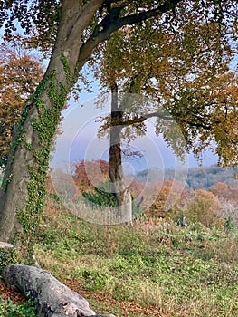 Autumn trees on the forest edge