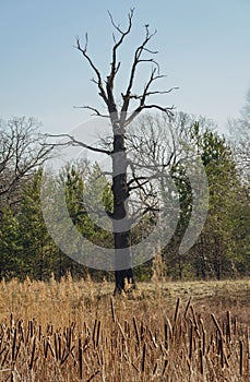 Autumn trees in the forest. Fall in the oak tree forest. Forest landscape