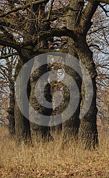 Autumn trees in the forest. Fall in the oak tree forest. Forest landscape