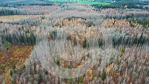 Autumn Trees Forest Landscape Aerial Shot, With Coniferous Wood Olden Foliage. Yellow Leaves on Tree Crowns in Fall.