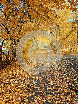 Autumn trees frame city street path covered in yellow orange fall leaves