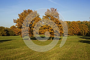 Autumn trees, full of leaves.