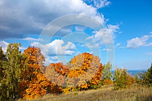 Autumn trees with golden leaves against blue sky with white clouds