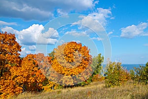 Autumn trees with golden leaves against blue sky with white clouds