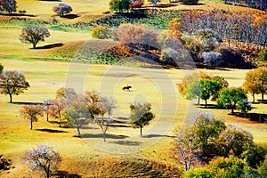 The autumn trees on the golden steppe