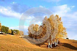 Autumn trees in grassland